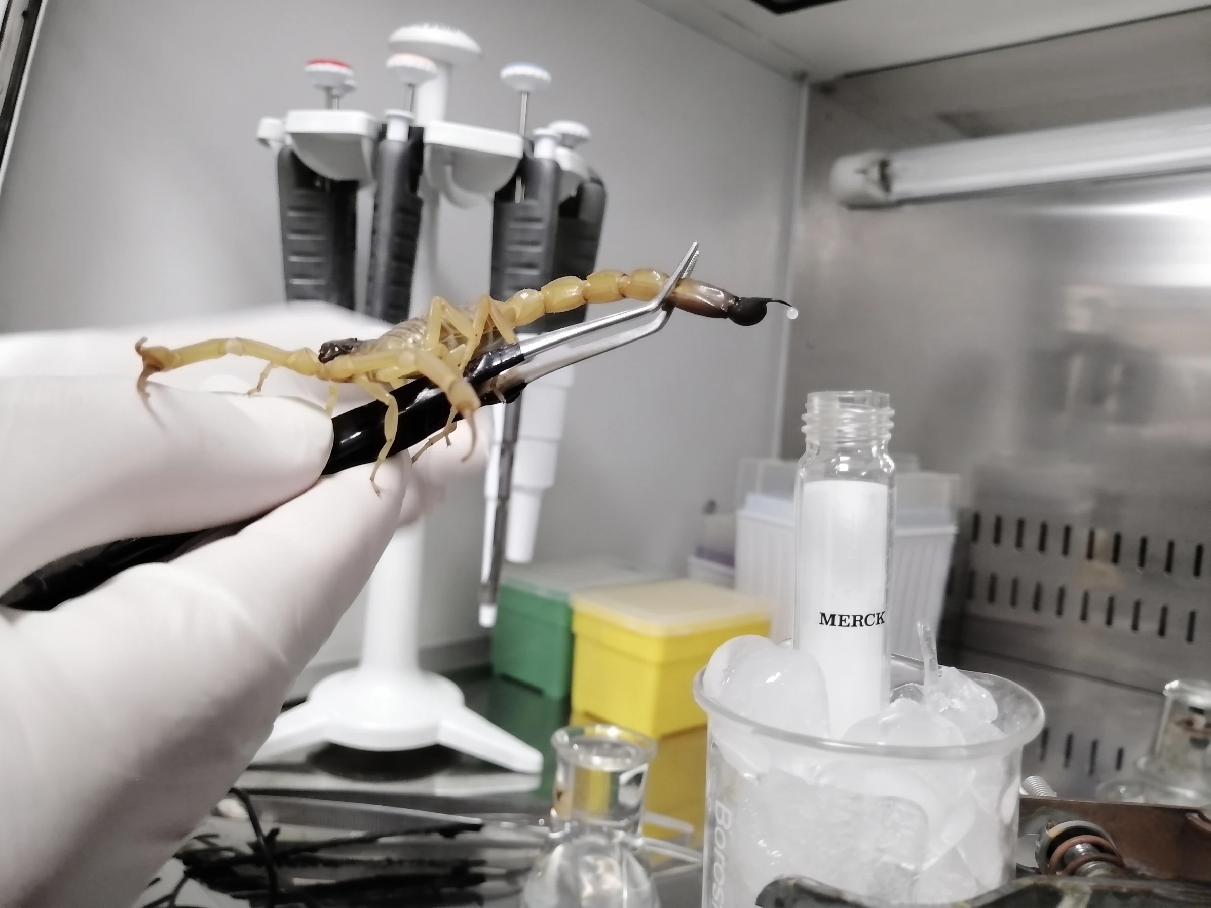 Sterile Venom Extraction
