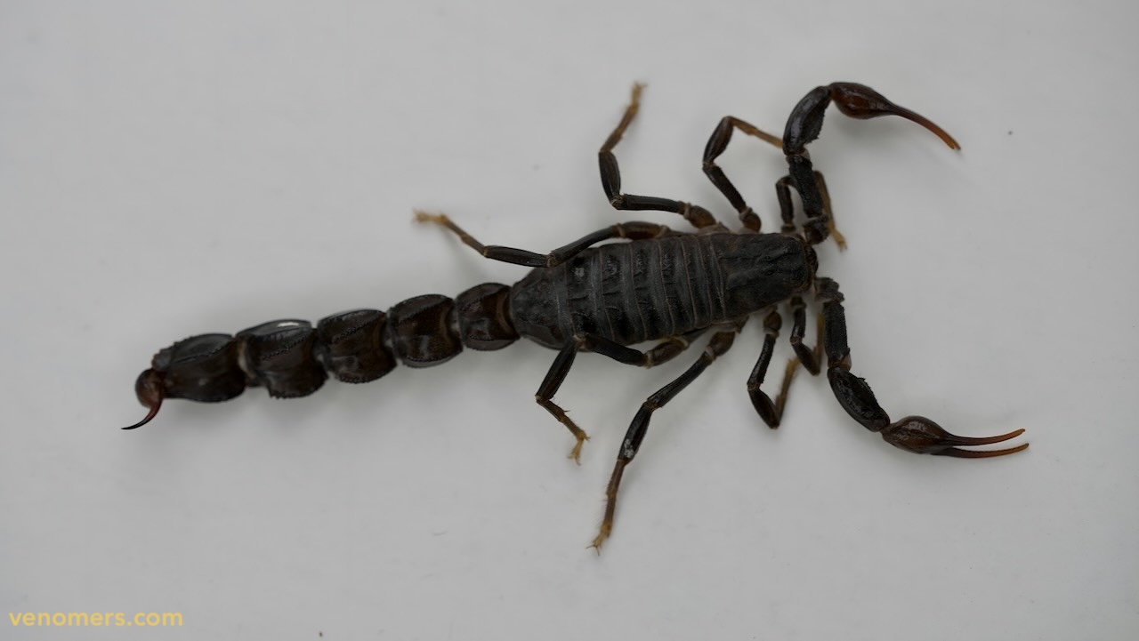 Dorsal view of Androctonus crassicauda