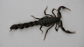 Dorsal view of Androctonus crassicauda