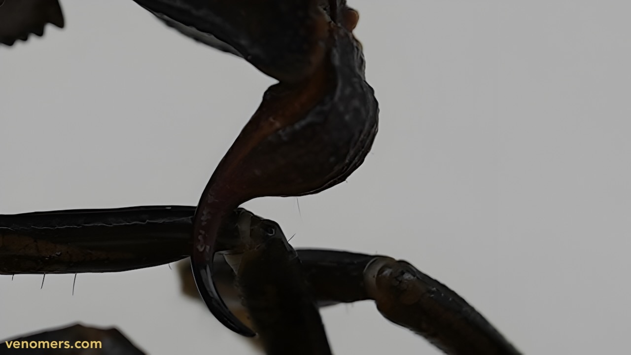 Telson and stinger close-up of Androctonus crassicauda