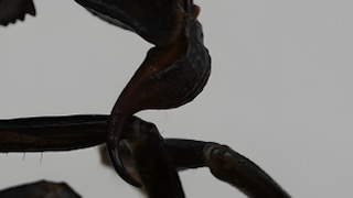 Telson and stinger close-up of Androctonus crassicauda