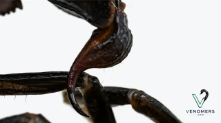 Telson and stinger close-up of Androctonus crassicauda