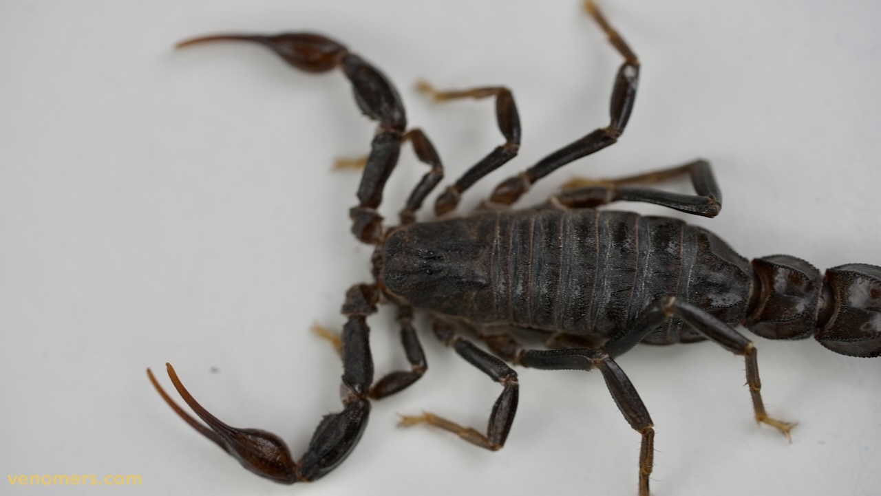 Morphology detail of Androctonus crassicauda