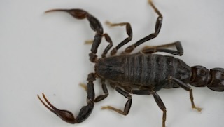 Morphology detail of Androctonus crassicauda