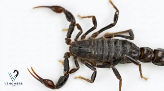 Morphology detail of Androctonus crassicauda