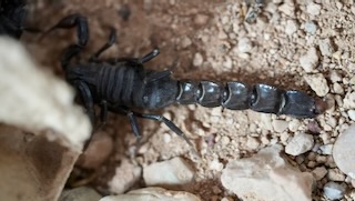 Habitat of Androctonus crassicauda