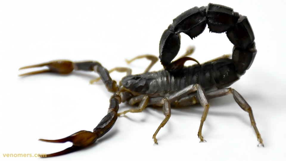 Androctonus crassicauda (Black Scorpion), dorsal view