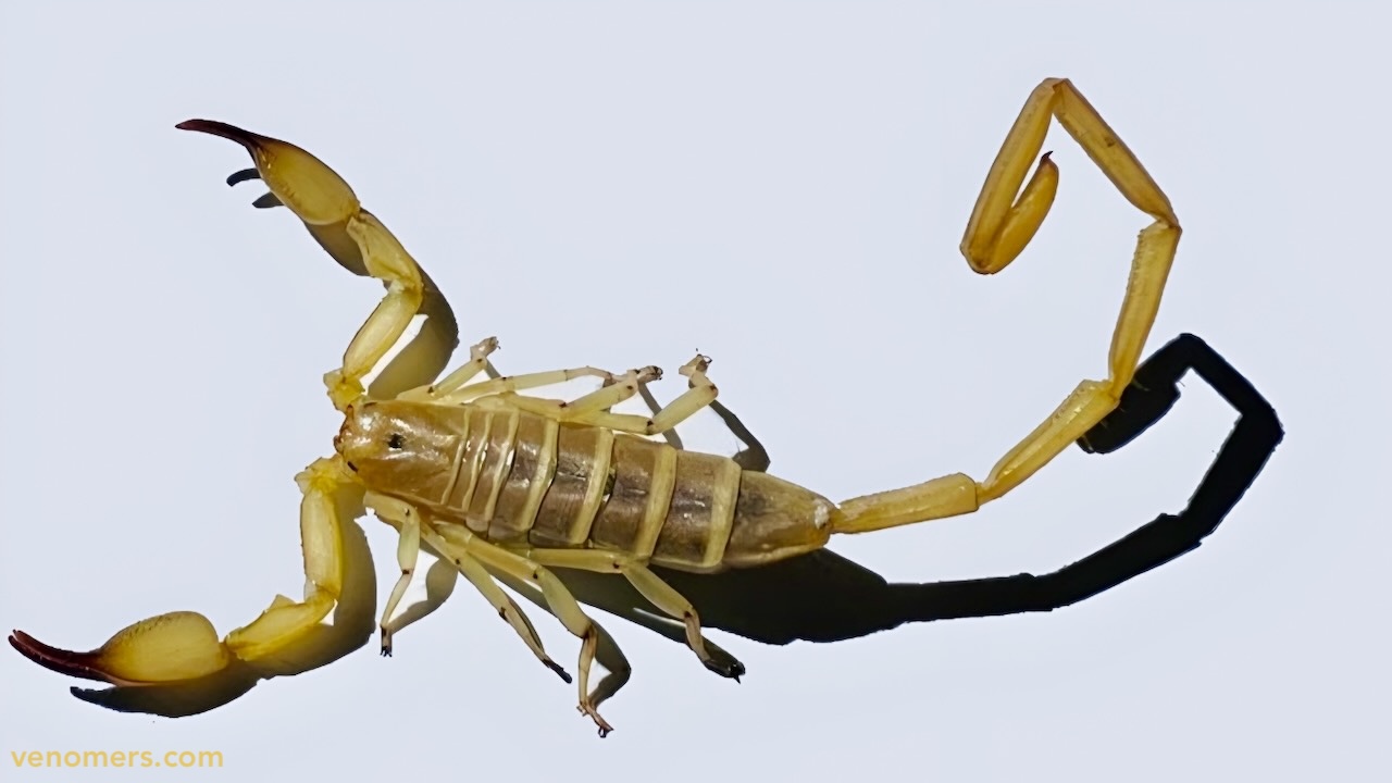 Dorsal view of Hemiscorpius lepturus
