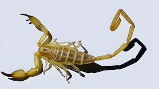 Dorsal view of Hemiscorpius lepturus