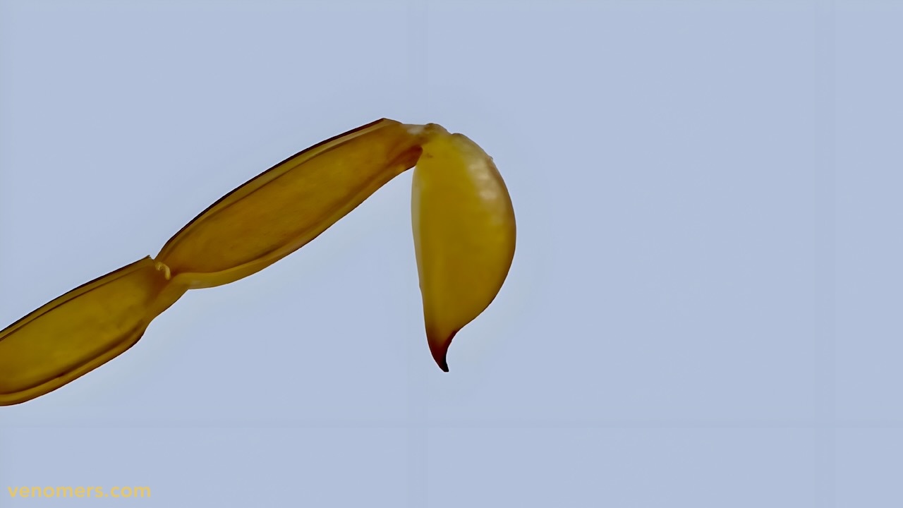 Telson and stinger close-up of Hemiscorpius lepturus