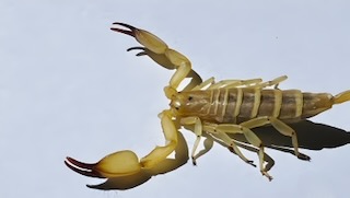 Morphology detail of Hemiscorpius lepturus