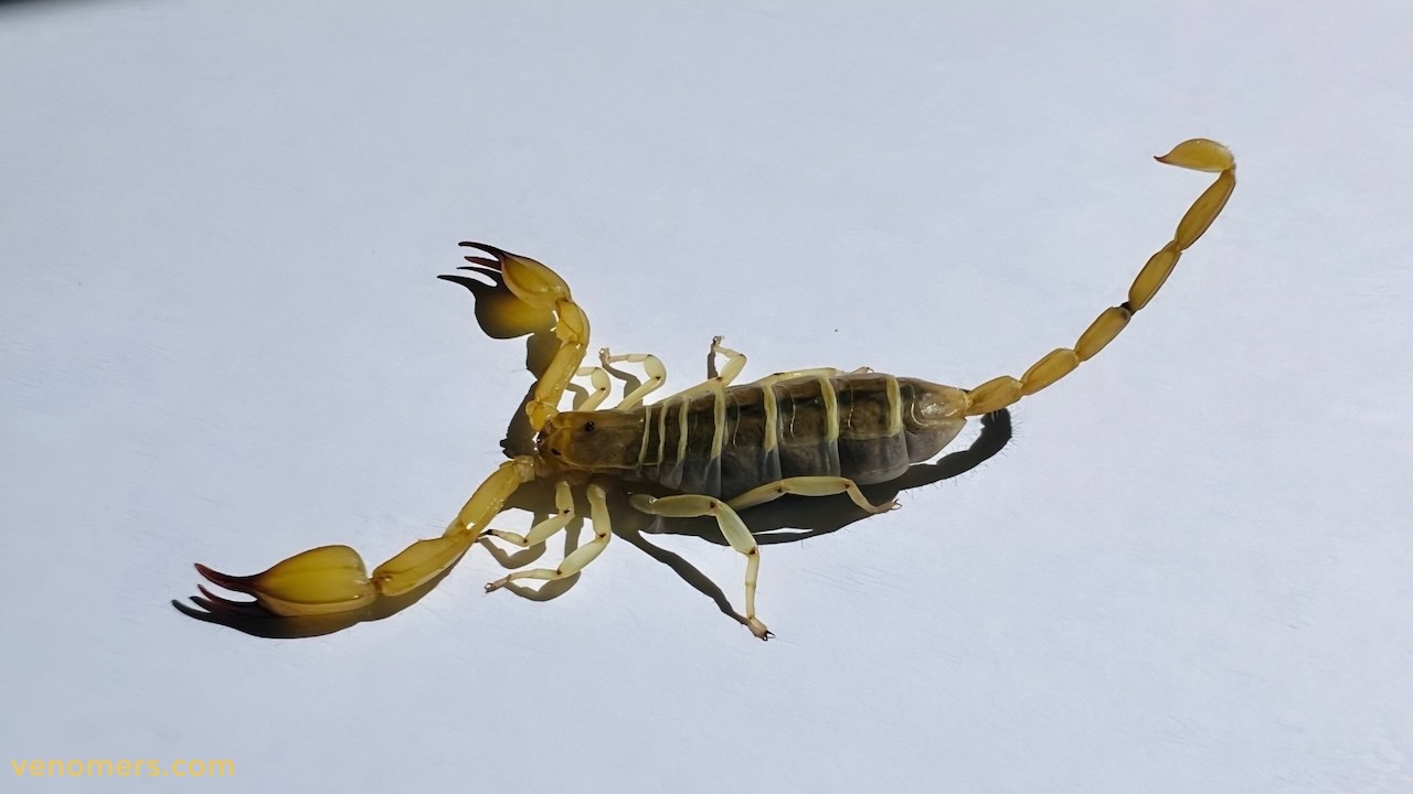 Side view of Hemiscorpius lepturus