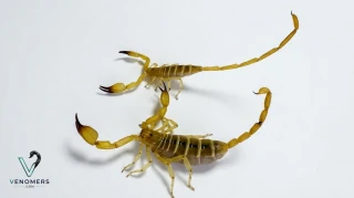 Side view of Hemiscorpius lepturus