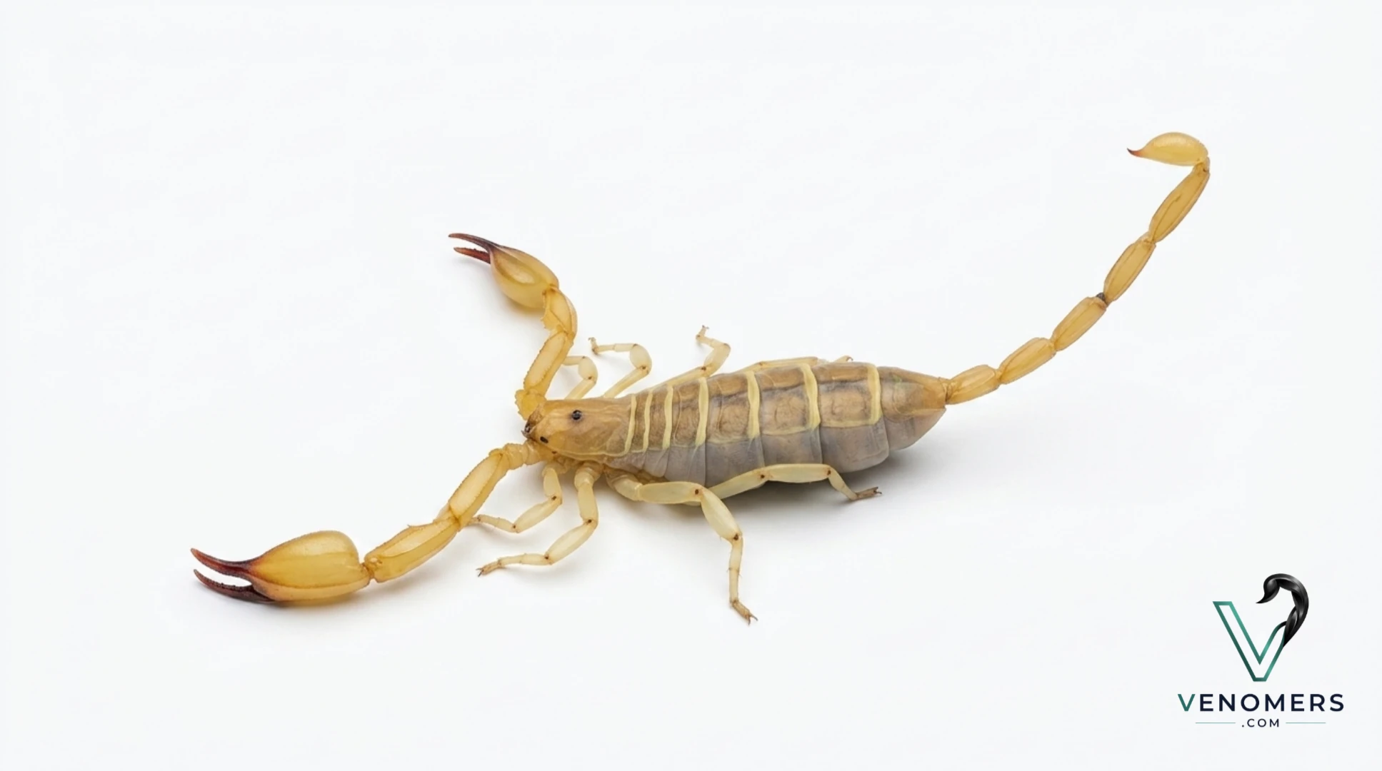 Hemiscorpius lepturus, dorsal view