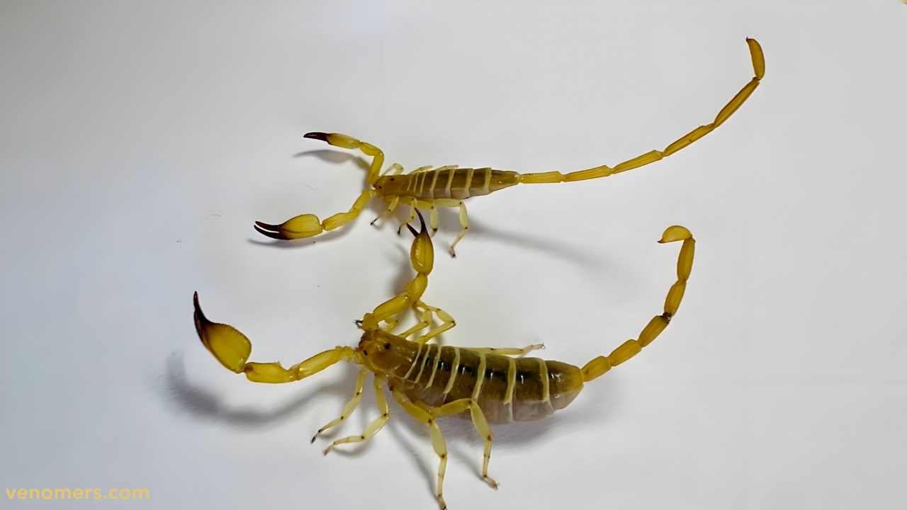 Hemiscorpius lepturus, dorsal view