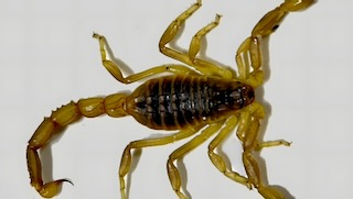 Dorsal view of Hottentotta saulcyi