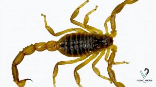 Dorsal view of Hottentotta saulcyi