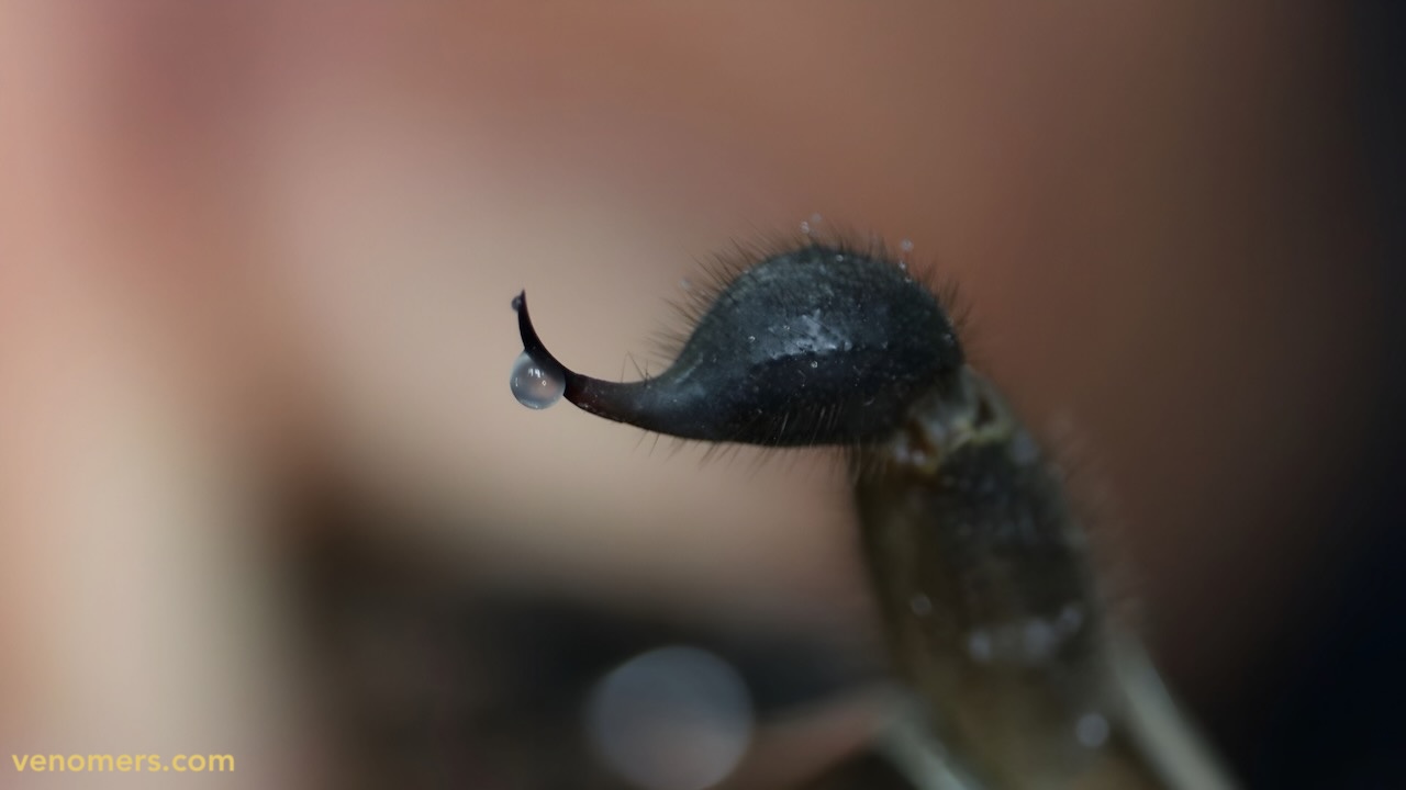 Telson close-up of Hottentotta saulcyi
