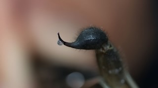 Telson close-up of Hottentotta saulcyi