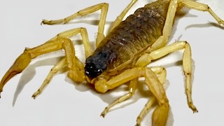 Morphology detail of Hottentotta saulcyi