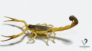 Morphology detail of Hottentotta saulcyi