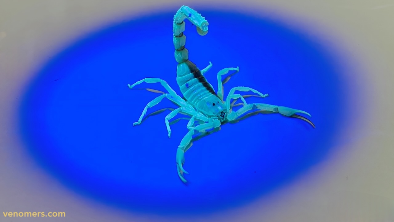 Hottentotta saulcyi under UV light