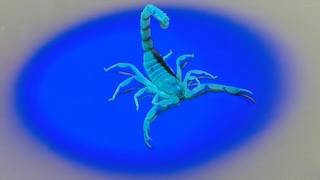 Hottentotta saulcyi under UV light