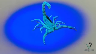 Hottentotta saulcyi under UV light