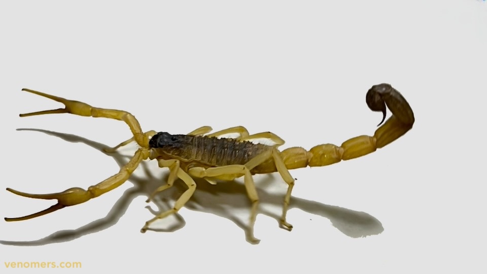 Hottentotta saulcyi, dorsal view