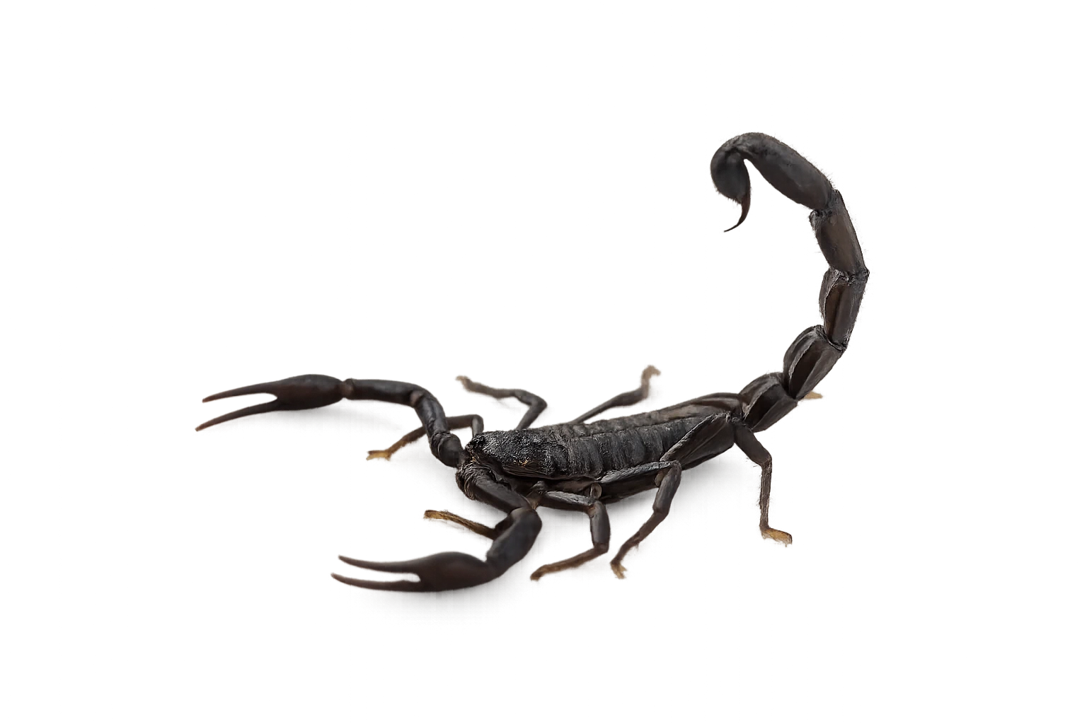 Hottentotta schach cinematic stage asset