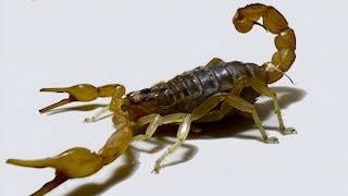 Dorsal view of Mesobuthus eupeus