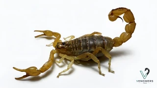 Dorsal view of Mesobuthus eupeus