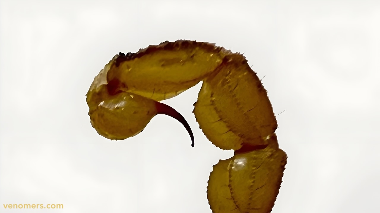 Telson close-up of Mesobuthus eupeus