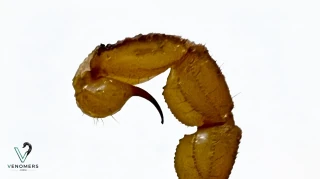Telson close-up of Mesobuthus eupeus