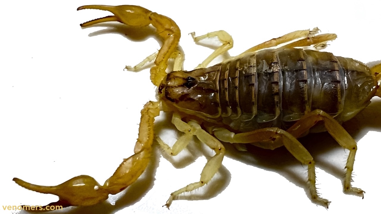 Morphology detail of Mesobuthus eupeus