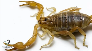 Morphology detail of Mesobuthus eupeus