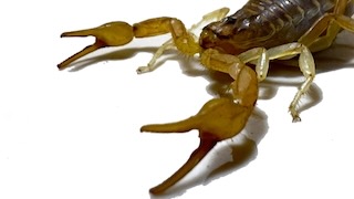 Pedipalp chela of Mesobuthus eupeus