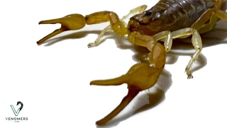 Pedipalp chela of Mesobuthus eupeus
