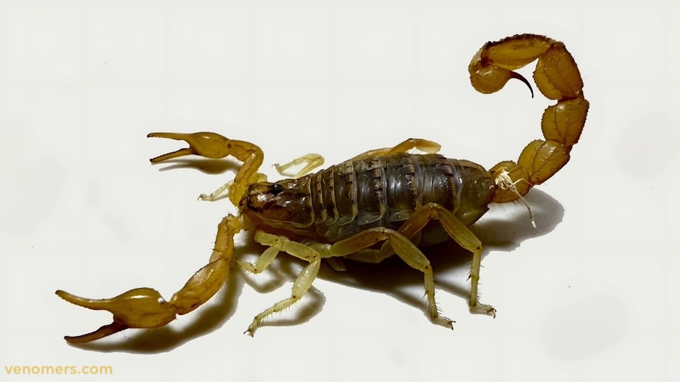 Mesobuthus eupeus, dorsal view