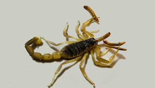 Dorsal view of Odontobuthus doriae