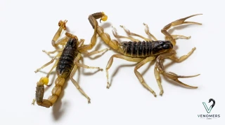Dorsal view of Odontobuthus doriae