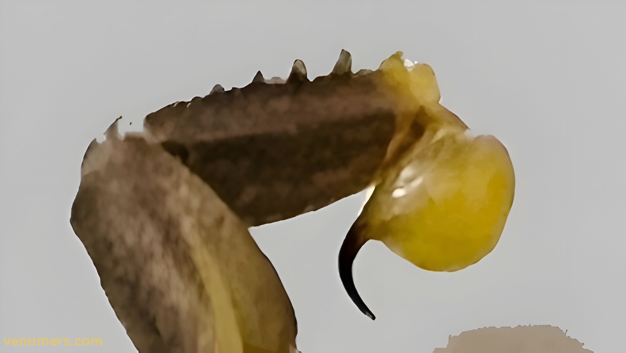 Telson close-up of Odontobuthus doriae