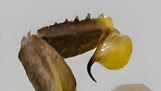 Telson close-up of Odontobuthus doriae