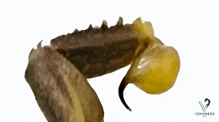 Telson close-up of Odontobuthus doriae