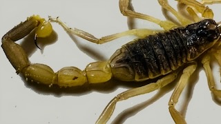 Morphology detail of Odontobuthus doriae