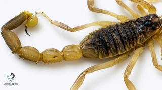 Morphology detail of Odontobuthus doriae