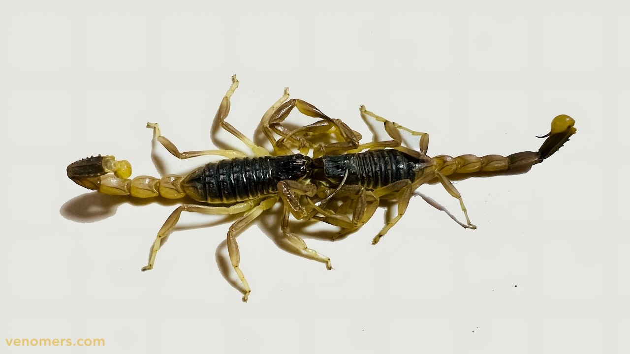 Kiss of Odontobuthus doriae