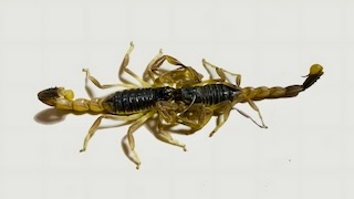 Kiss of Odontobuthus doriae