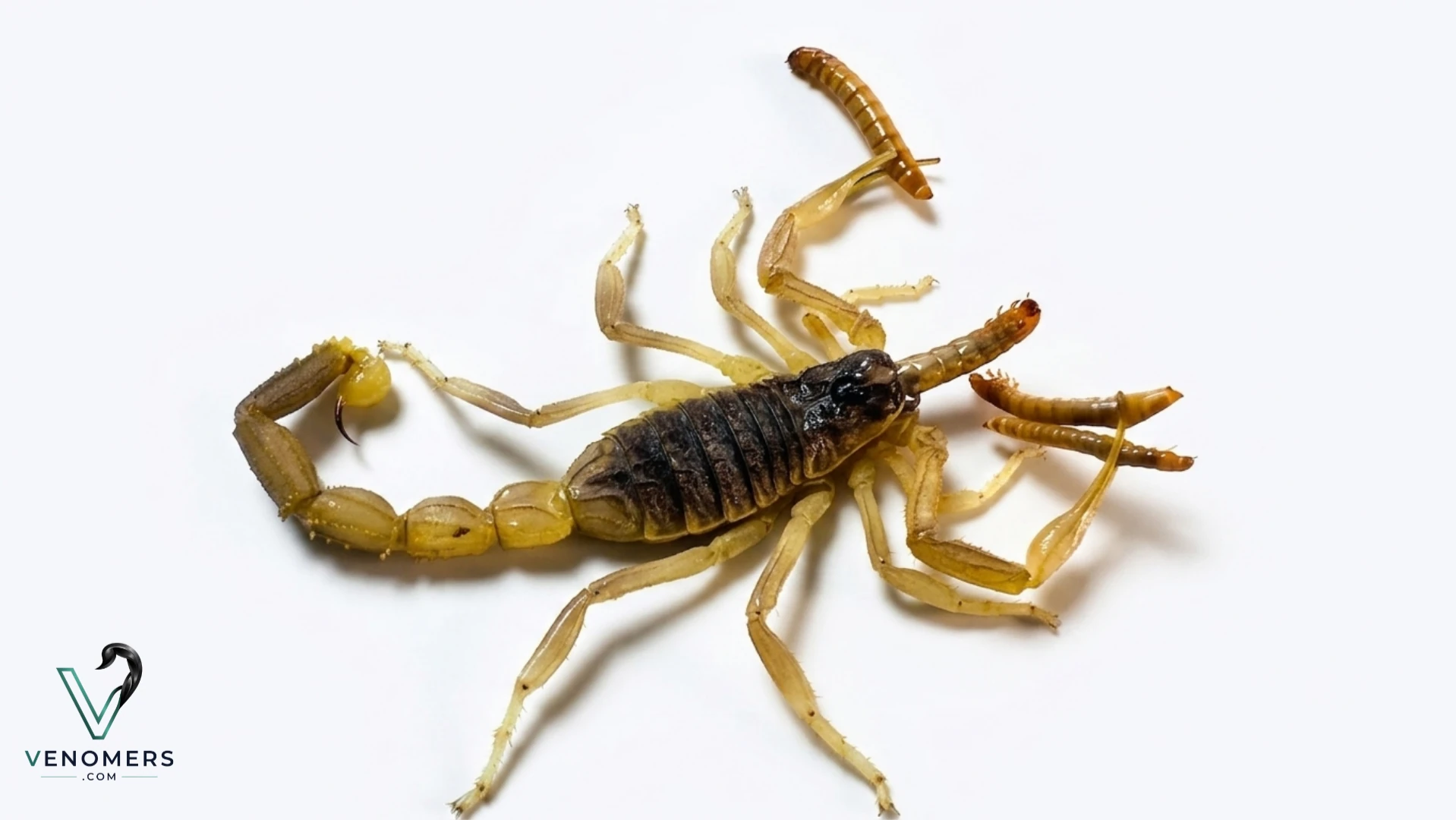 Odontobuthus doriae, dorsal view