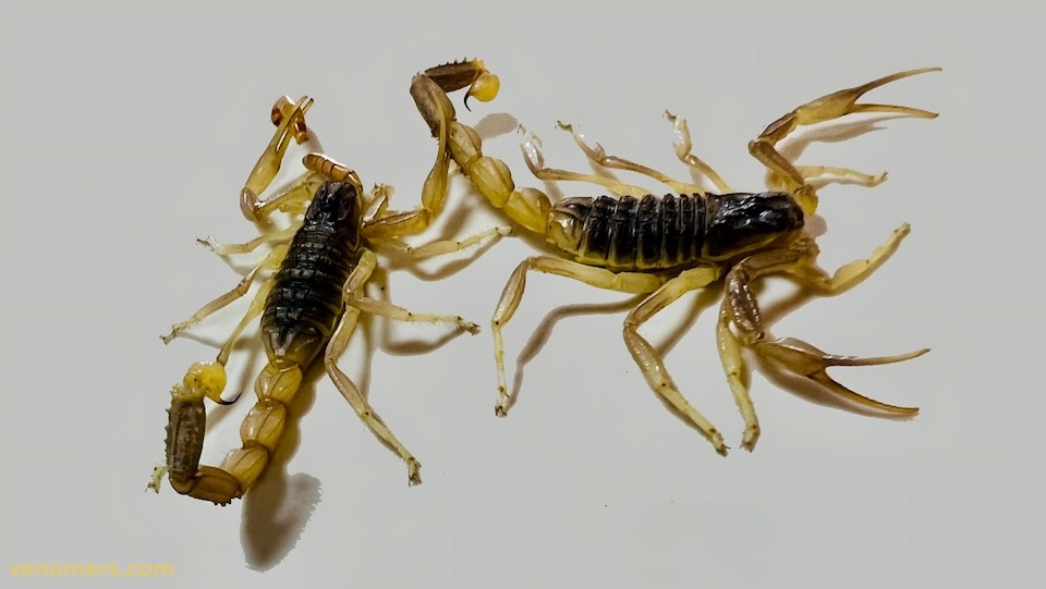 Odontobuthus doriae, dorsal view